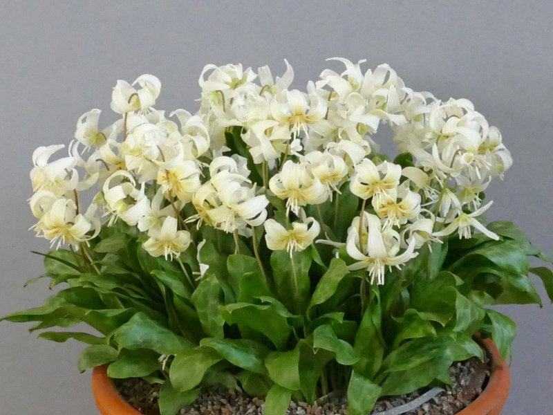 Erythronium 'White Beauty' exhibited by Alan Spenceley at the Cleveland Show