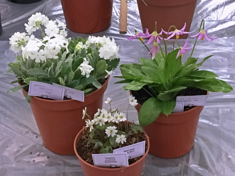 Three rock plants grown from seed exhibited by Diane Clement - Fieldhouse Trophy