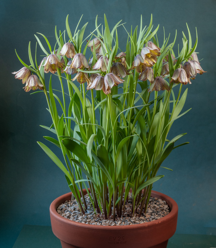 Fritillaria Lentune Slate exhibited by Don Peace