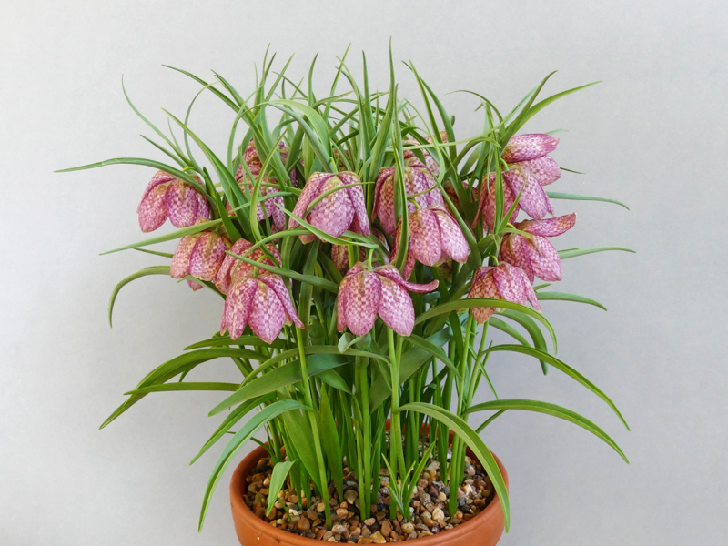 Fritillaria meleagris 'Saturnus' exhibited by Don Peace at the Cleveland Show