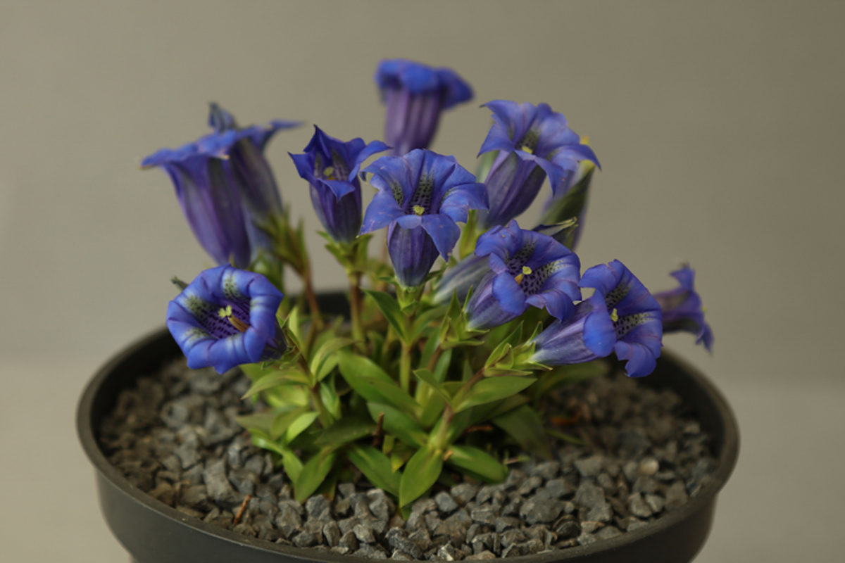 Gentiana clusii exhibited by Paddy Smith at the AGS Ulster Show