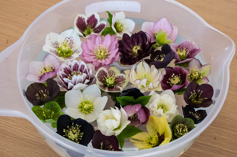 Hellebore bowl at the AGS South West Show 2022