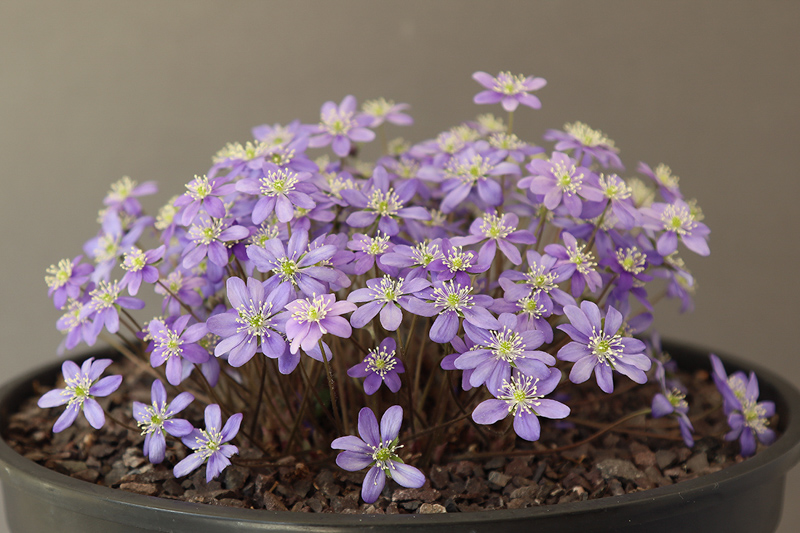Hepatica nobilis exhibited by Paddy Smith at the AGS Ulster Show