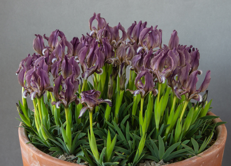 Iris suaveolens purple exhibited by Bob & Rannveig Wallis