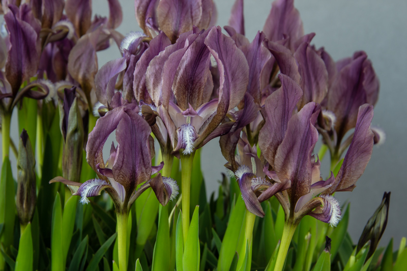 Iris suaveolens purple exhibited by Bob & Rannveig Wallis
