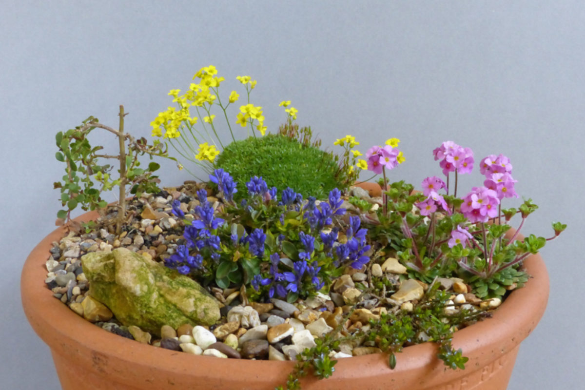 Miniature Garden exhibited by Michael Brown at the Cleveland Show