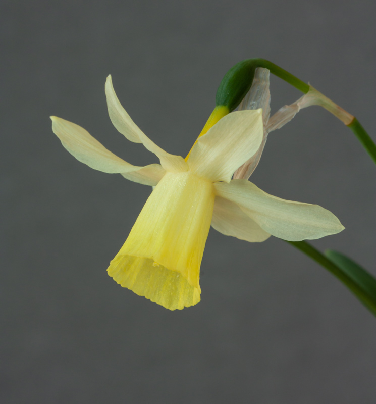 Narcissus Sennocke exhibited by Bob & Rannveig Wallis