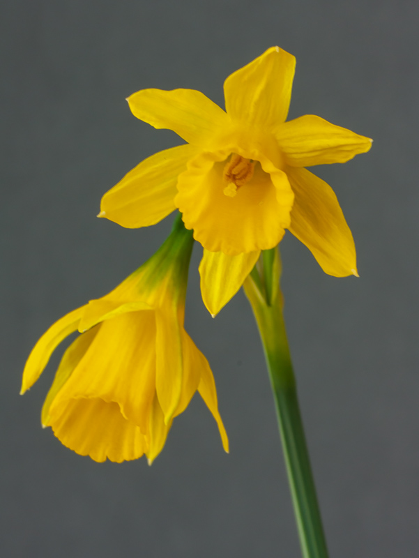 Narcissus alcarensis exhibited by Bob & Rannveig Wallis