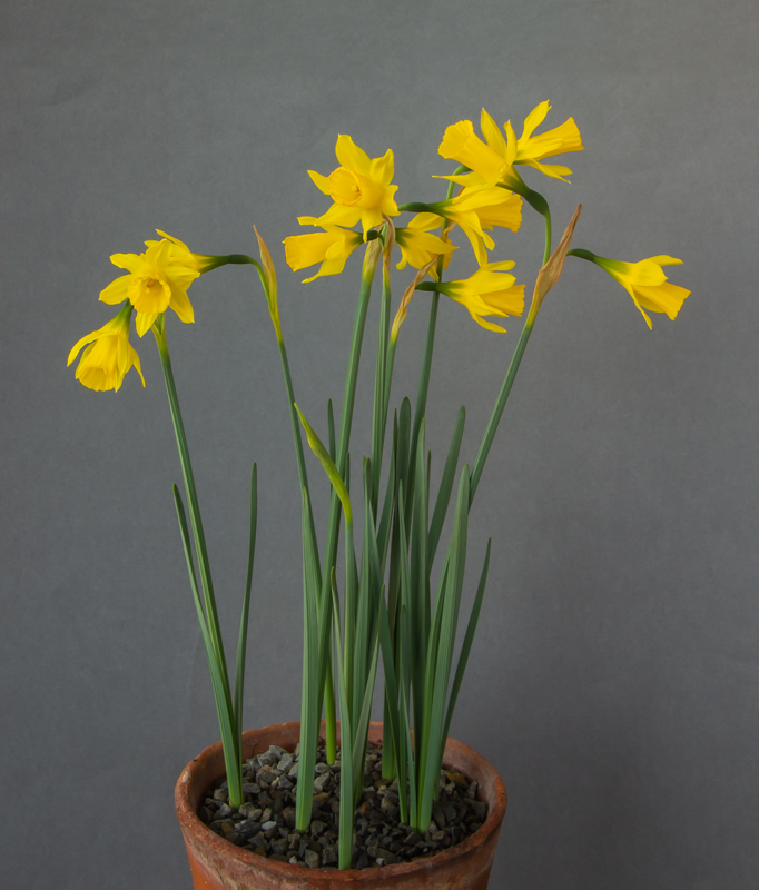 Narcissus alcarensis exhibited by Bob & Rannveig Wallis