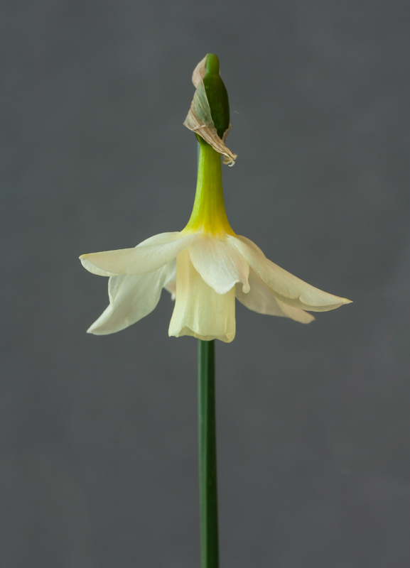 Narcissus alpestris hybrid exhibited by Bob & Rannveig Wallis