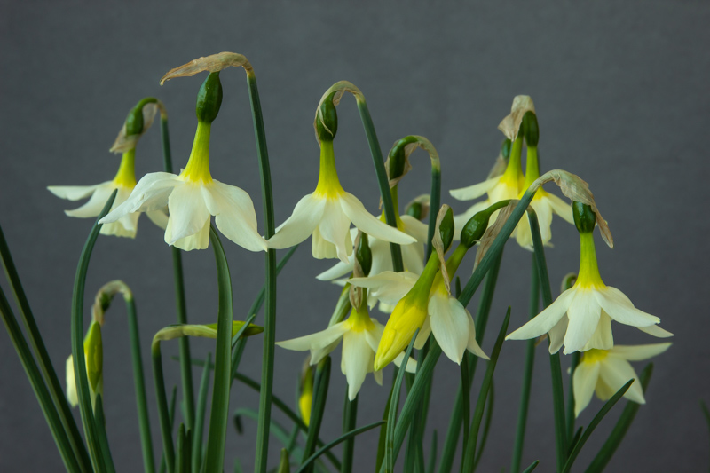 Narcissus alpestris hybrid exhibited by Bob & Rannveig Wallis