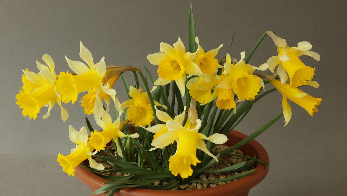 Narcissus primigenius AGS Shows