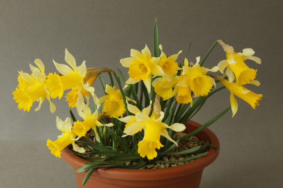 Narcissus primigenius AGS Shows
