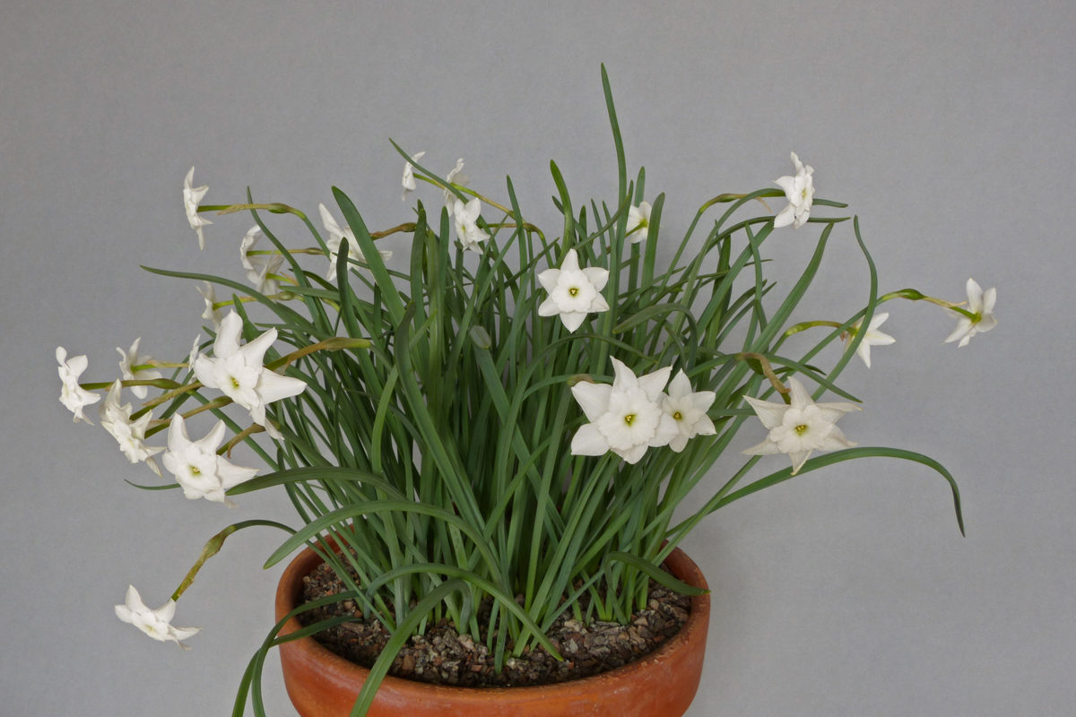 Narcissus rupicola ssp. watieri exhibited by Clare Oates at the AGS North Midland Show 2022