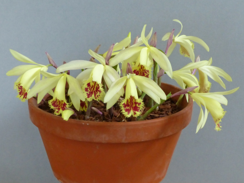 Pleione Shantung 'Ducat' exhibited by Steve Clements at the Cleveland Show
