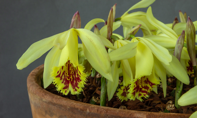 Pleione x confusa exhibited by Ian Robertson