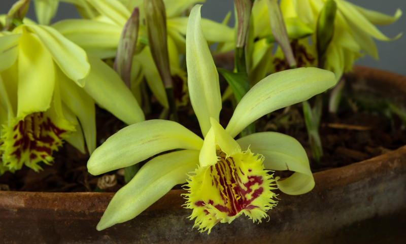 Pleione x confusa exhibited by Ian Robertson