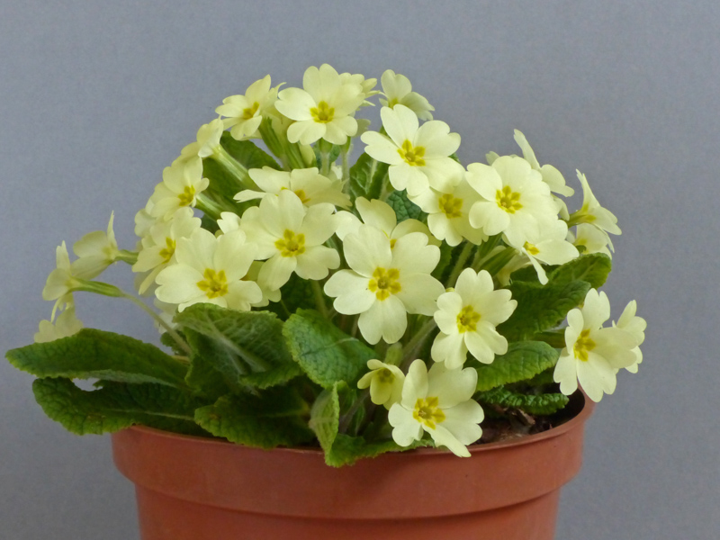 Primula vulgaris exhibited by Michael Wilson at the Cleveland Show