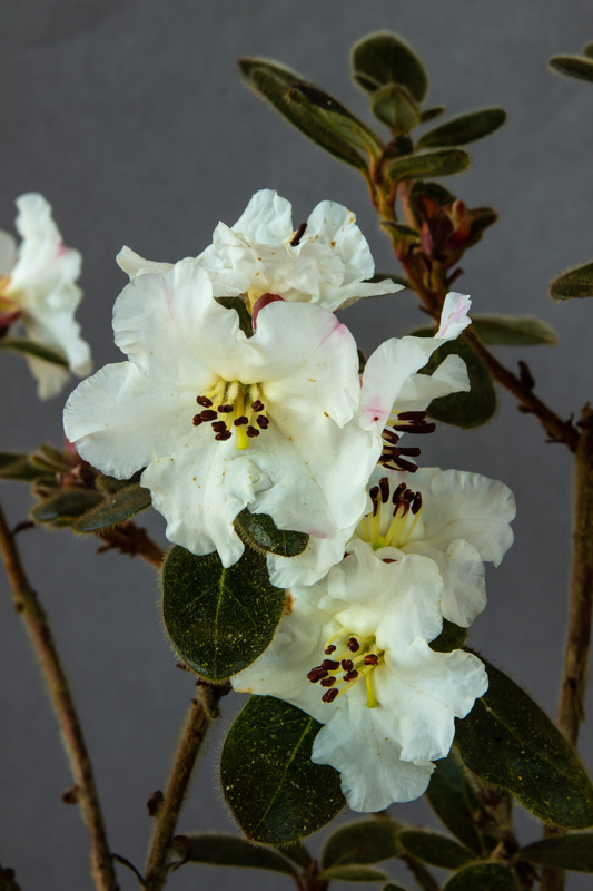 Rhododendron leucaspis exhibited by Dick Fulcher