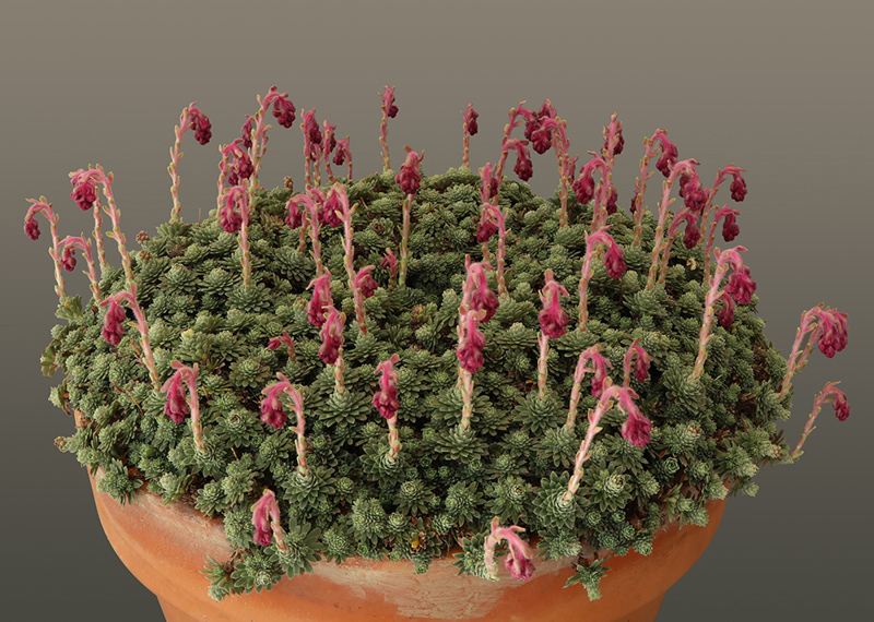 Saxifraga porophyllum exhibited by Gavin Moore