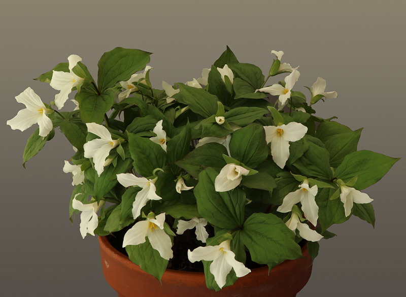 Trillium grandiflorum exhibited by Gordon Toner at the AGS Ulster Show