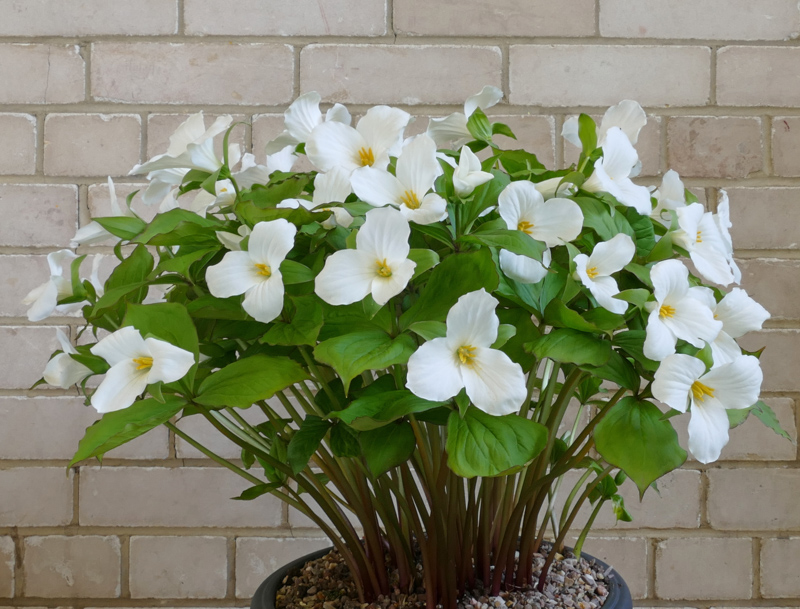 Trillium grandiflorum exhibited by Don Peace at the Cleveland Show