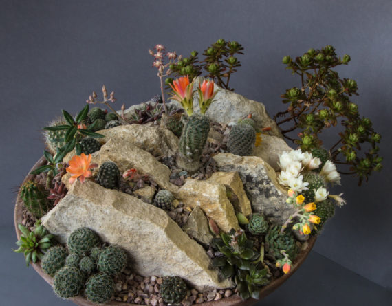 cacti and succulent miniature garden