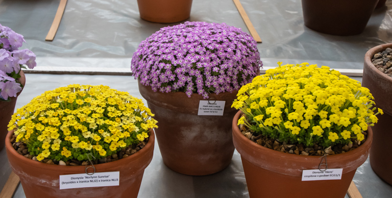 Dionysia - three large pans from Paul and Gill Ranson