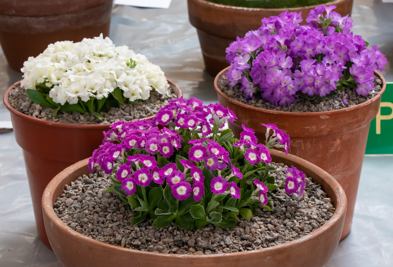 Primula - three large pans from Martin Rogerson