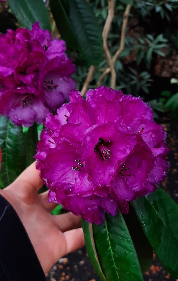Rhododendron niveum at RBGE