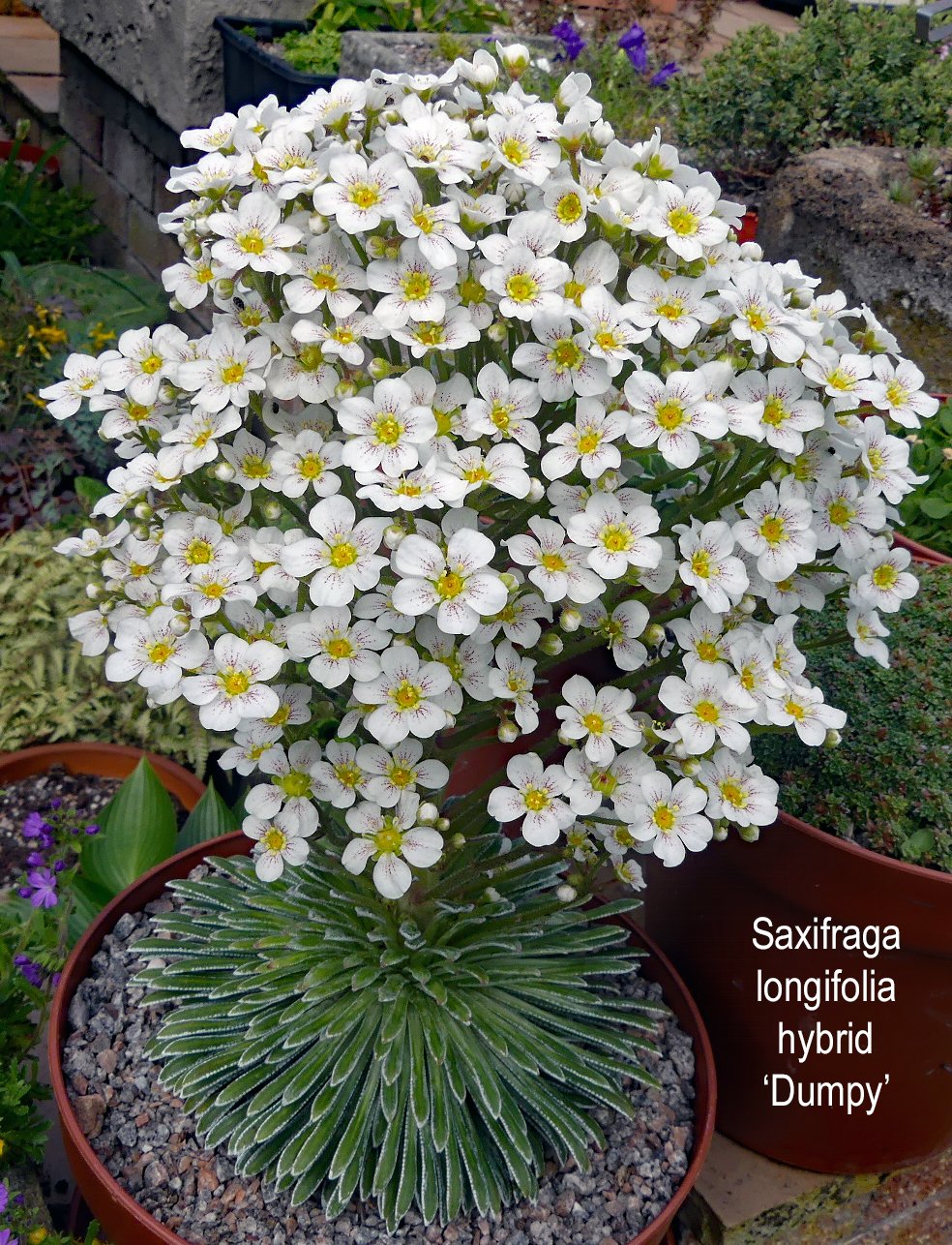Saxifraga longifolia 'Dumpy'