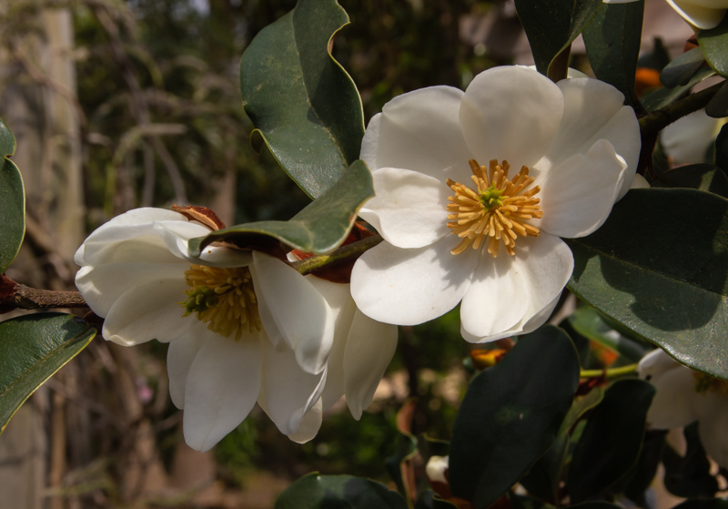Magnolia laevifolia Gails Favourite