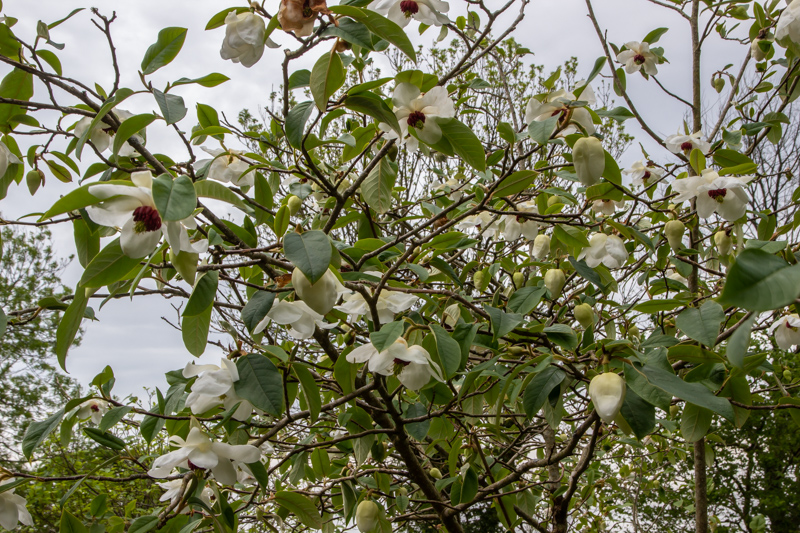 Magnolia sinensis