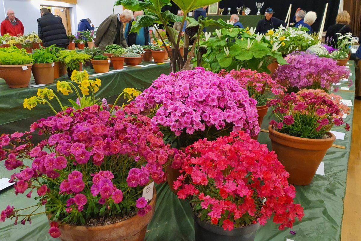Lewisias at the East Lancashire AGS Show, 2022