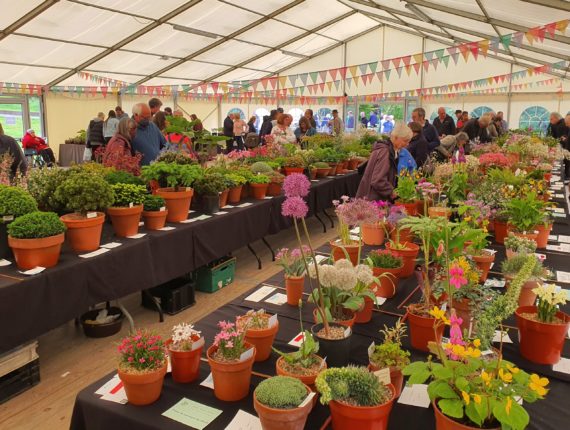Harlow Carr AGS Show and Plant Fair 2022
