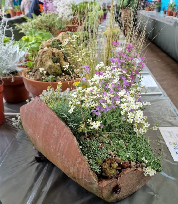 Naturalistic miniature alpine garden at the East Cheshire Show 2022