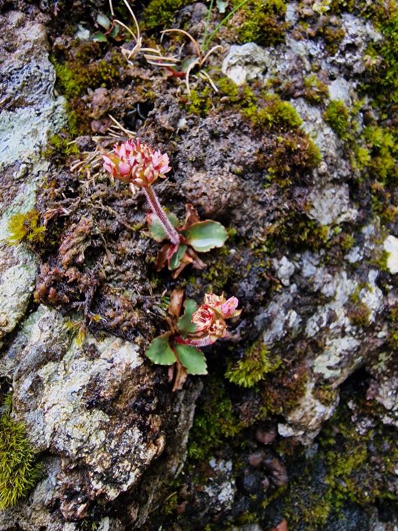 Saxifraga nivalis growing on mossy boulders at Cwm Idwal AGS Young Person's Weekend