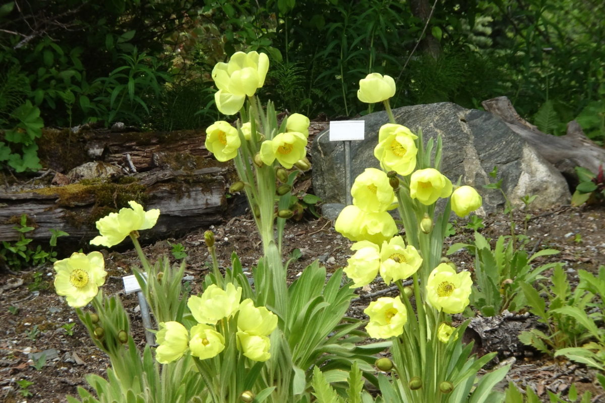 Meconopsis integrifolia at Tromso Alpine Botanic Garden