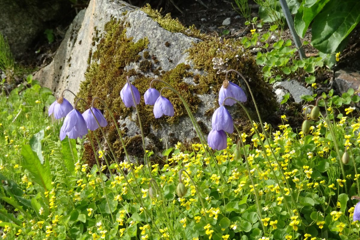 Tromso Alpine Botanic Garden - Meconopsis