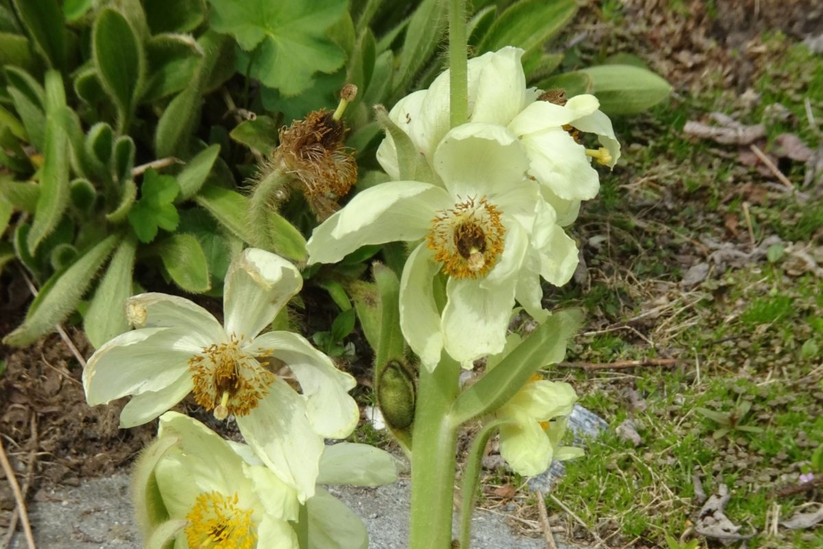 Meconopsis sulphurea at Tromso Alpine Botanic Garden