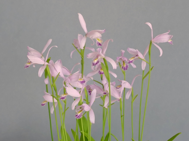 Pogonia ophioglossoides exhibited by Steve Clements at the AGS East Cheshire Show