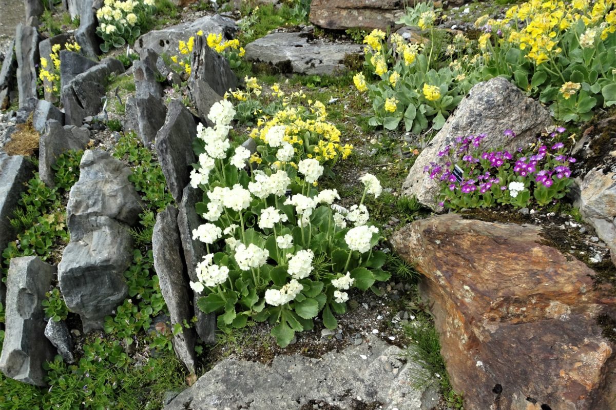 Tromso Alpine Botanic Garden
