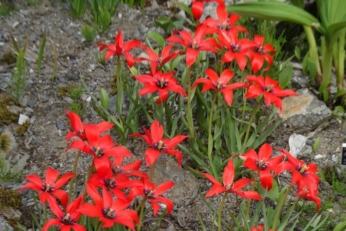 Tulipa linifolia thriving at the Tromso Alpine Botanic Garden