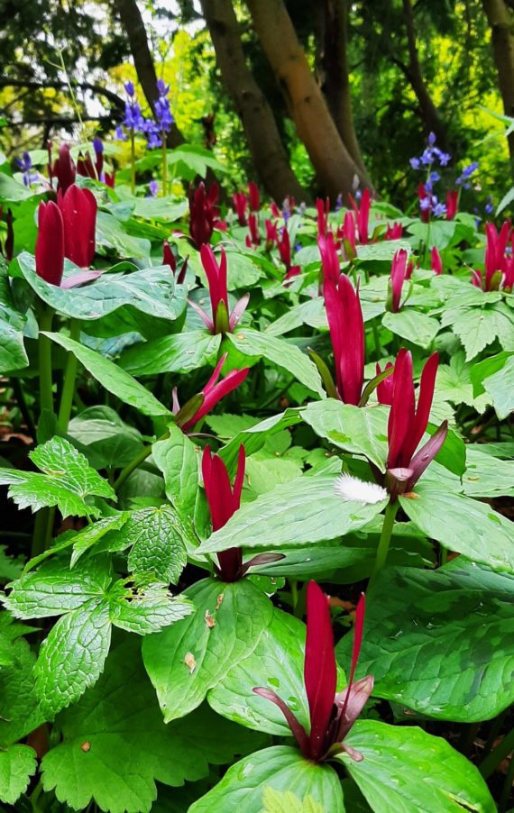 Trilliums in the woodland beds at RBGE