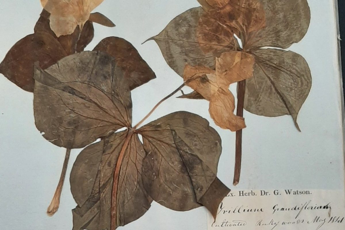Trillium specimen in the RBGE Herbarium