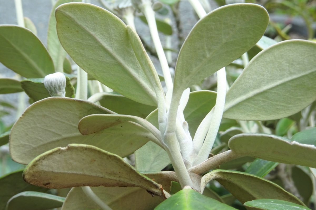 Pachystegia insignis, close-up of underside of foliage and of stems