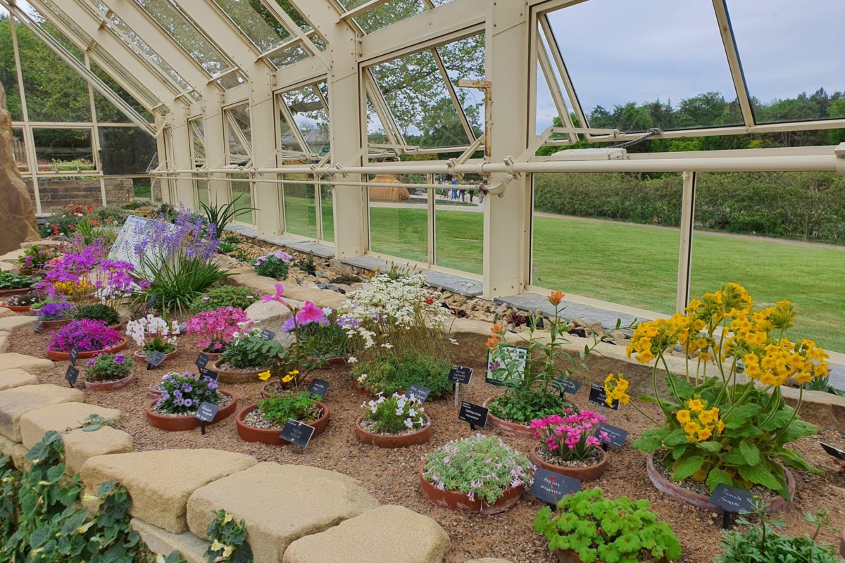 A colourful display of alpines in the Alpine House at Harlow Carr
