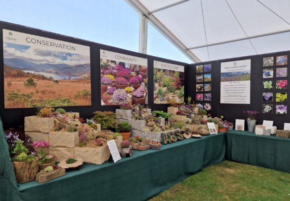 'Alpines in Troughs and Pots' at RHS 2022 Tatton Flower Show