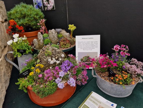 Miniature gardens are ideal for growing alpine plants