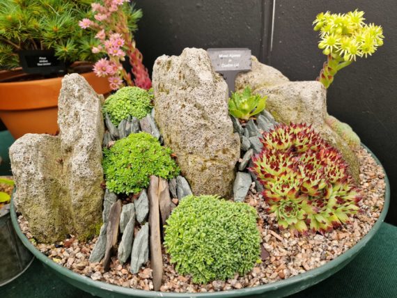 Miniature crevice garden in dustbin lid